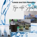 fungsi bakteri pengurai